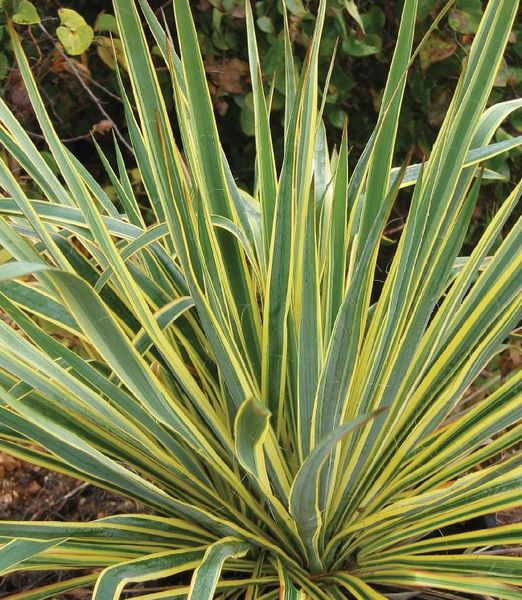 Yucca filamentosa 'Bright Edge'